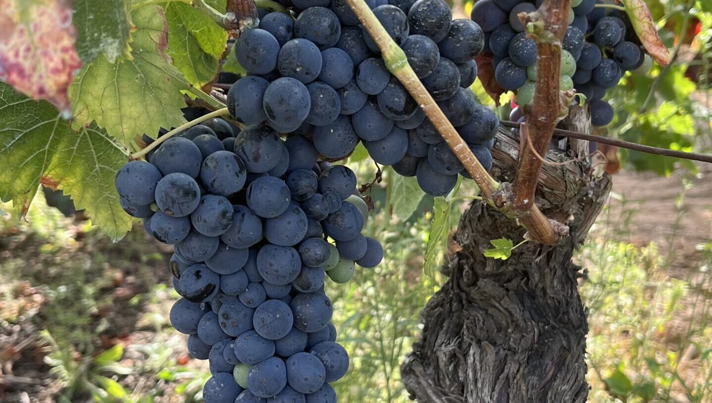+250 castas autóctonas
